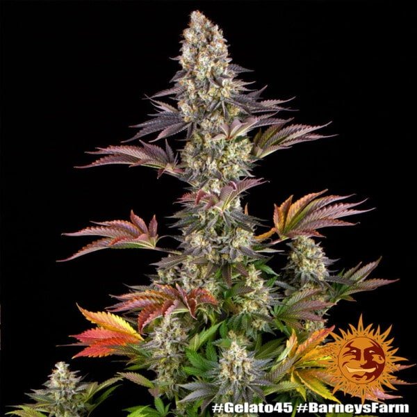 Barney's Farm Gelato 45 Feminized Cannabis Seed Annibale Seedshop 3