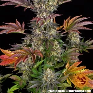 Barney's Farm Gelato 45 Feminized Cannabis Seed Annibale Seedshop 4