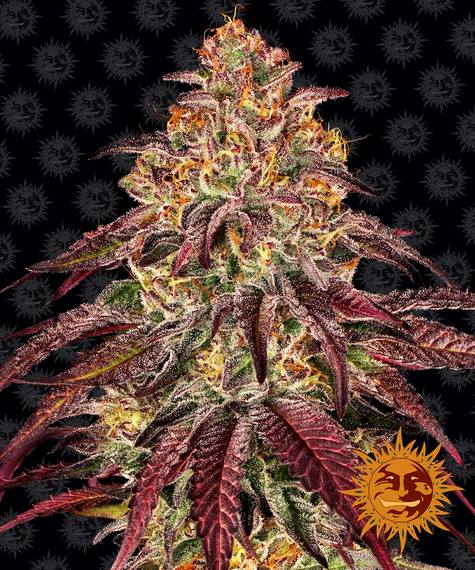 Barney's Farm Mimosa X Orange Punch Autoflowering Feminized Cannabis Seed Annibale Seedshop