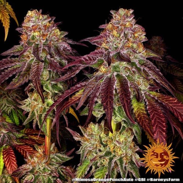 Barney's Farm Mimosa X Orange Punch Autoflowering Feminized Cannabis Seed Annibale Seedshop 1