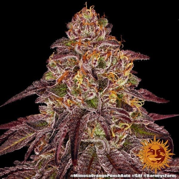 Barney's Farm Mimosa X Orange Punch Autoflowering Feminized Cannabis Seed Annibale Seedshop 2