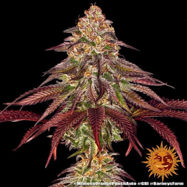 Barney's Farm Mimosa X Orange Punch Autoflowering Feminized Cannabis Seed Annibale Seedshop 3