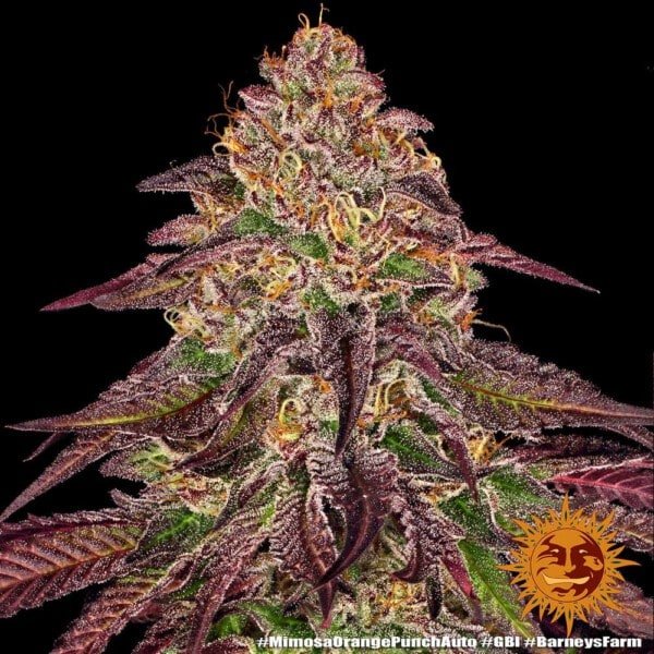 Barney's Farm Mimosa X Orange Punch Autoflowering Feminized Cannabis Seed Annibale Seedshop 4