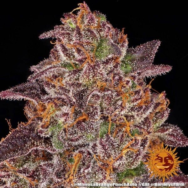 Barney's Farm Mimosa X Orange Punch Autoflowering Feminized Cannabis Seed Annibale Seedshop 5