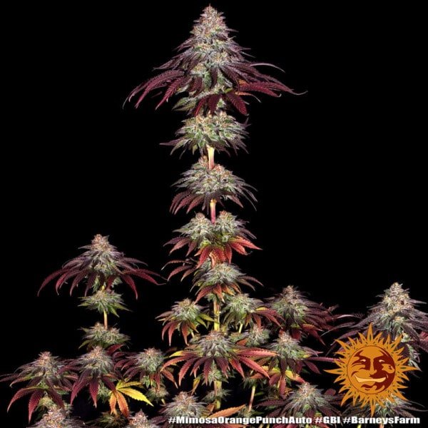 Barney's Farm Mimosa X Orange Punch Autoflowering Feminized Cannabis Seed Annibale Seedshop 6