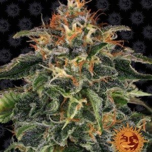 Barney's-Farm-Moby Dick-Feminized-Cannabis-Seed-Annibale-Seedshop-