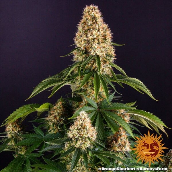 Barney's-Farm-Orange-Sherbert-Feminized-Cannabis-Seed-Annibale-Seedshop-1