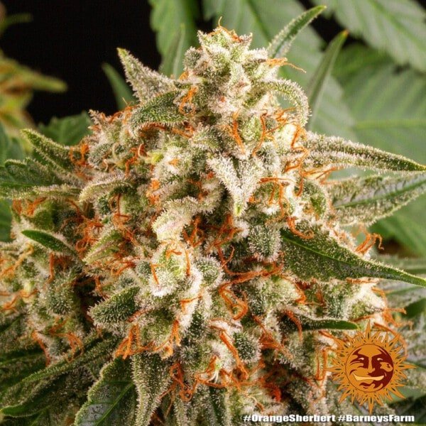 Barney's Farm Orange Sherbert Feminized Cannabis Seed Annibale Seedshop 2