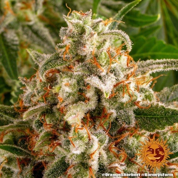 Barney's Farm Orange Sherbert Feminized Cannabis Seed Annibale Seedshop 3