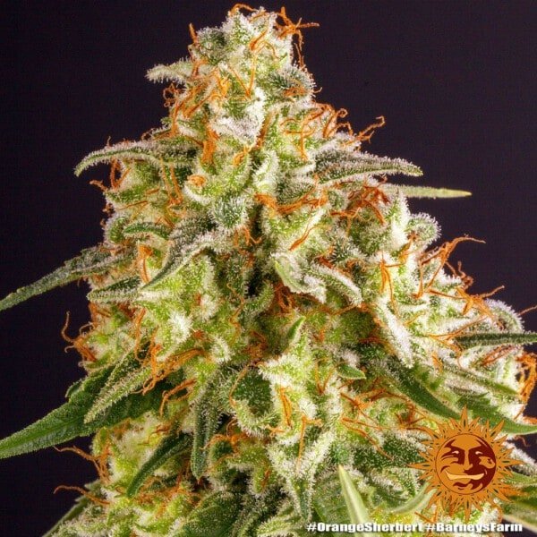 Barney's Farm Orange Sherbert Feminized Cannabis Seed Annibale Seedshop 4