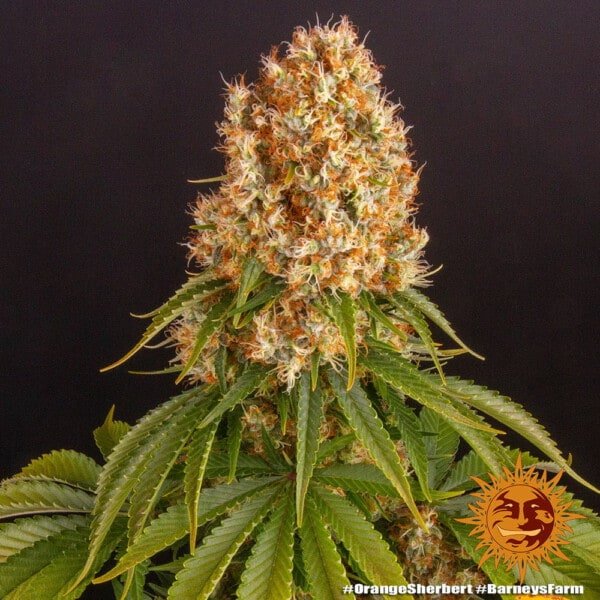 Barney's Farm Orange Sherbert Feminized Cannabis Seed Annibale Seedshop 6