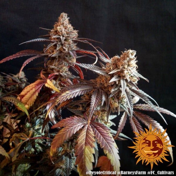 Barneys-Farm-Peyote-Critical-Feminized-Cannabis-Seed-Annibale-Seedshop-