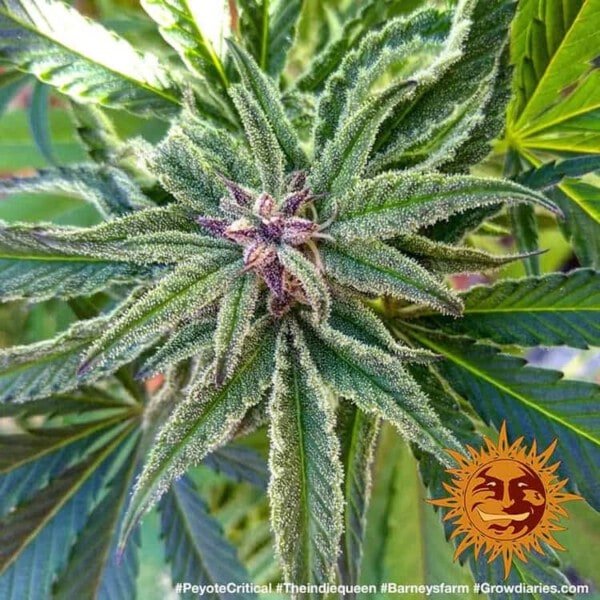 Barney's Farm Peyote Critical Feminized Cannabis Seed Annibale Seedshop 4