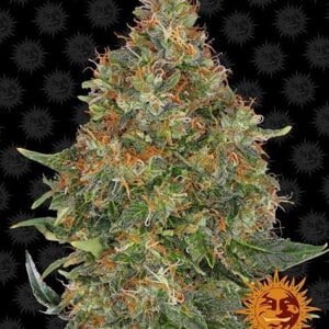 Barney's Farm Pineapple Express Autoflowering Feminized Cannabis Seed Annibale Seedshop