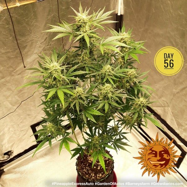 Barney's Farm Pineapple Express Autoflowering Feminized Cannabis Seed Annibale Seedshop 1