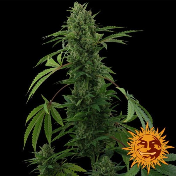 Barney's Farm Pineapple Express Autoflowering Feminized Cannabis Seed Annibale Seedshop 2