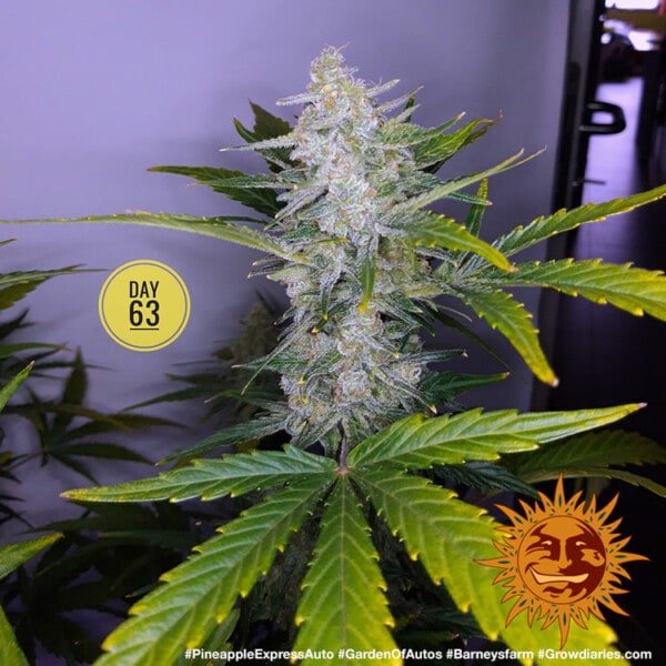 Barney's Farm Pineapple Express Autoflowering Feminized Cannabis Seed Annibale Seedshop 3