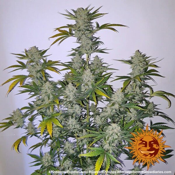 Barney's Farm Pineapple Express Autoflowering Feminized Cannabis Seed Annibale Seedshop 4