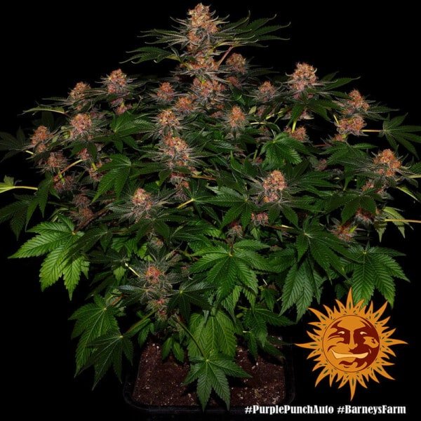 Barney's Farm Purple Punch Autoflowering Feminized Cannabis Seed Annibale Seedshop 1