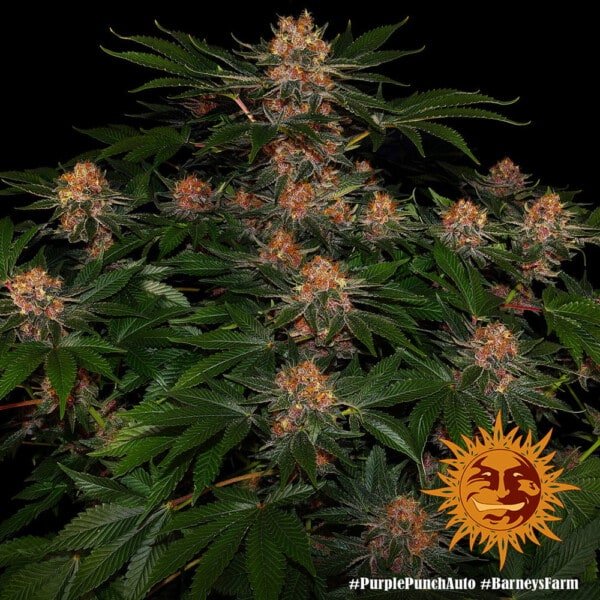 Barney's Farm Purple Punch Autoflowering Feminized Cannabis Seed Annibale Seedshop 2