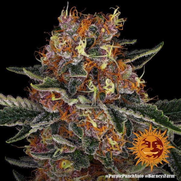 Barney's Farm Purple Punch Autoflowering Feminized Cannabis Seed Annibale Seedshop 4