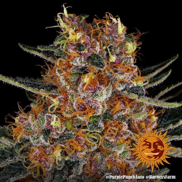 Barney's Farm Purple Punch Autoflowering Feminized Cannabis Seed Annibale Seedshop 5