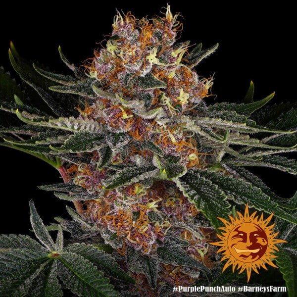 Barney's Farm Purple Punch Autoflowering Feminized Cannabis Seed Annibale Seedshop 6