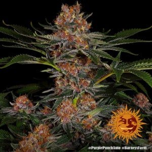Barney's-Farm-Purple-Punch-Autoflowering-Feminized-Cannabis-Seed-Annibale-Seedshop-7