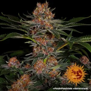 Barney's-Farm-Purple-Punch-Autoflowering-Feminized-Cannabis-Seed-Annibale-Seedshop-7