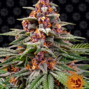 Barney's-Farm-Runtz-Auto-Feminized-Cannabis-Seed-Annibale-Seedshop-