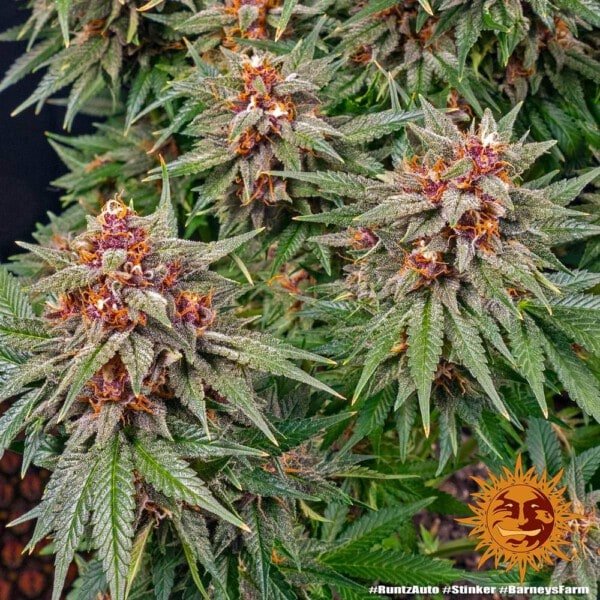 Barney's Farm Runtz Auto Feminized Cannabis Seed Annibale Seedshop 3