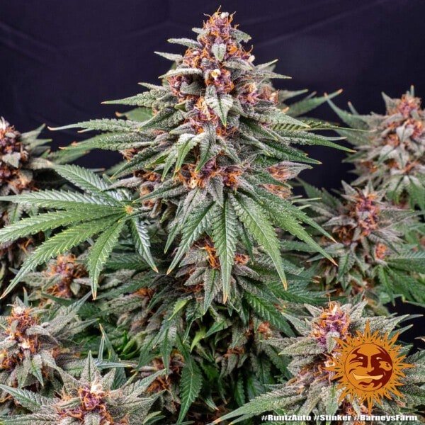 Barney's Farm Runtz Auto Feminized Cannabis Seed Annibale Seedshop 5