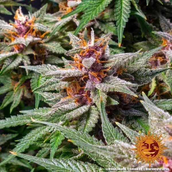 Barney's Farm Runtz Auto Feminized Cannabis Seed Annibale Seedshop 6