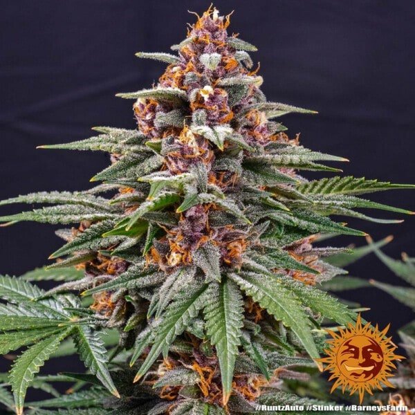 Barney's Farm Runtz Auto Feminized Cannabis Seed Annibale Seedshop 7