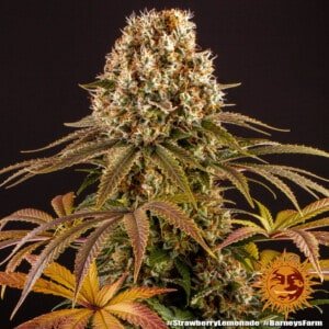 Barney's Farm Strawberry Lemonade Feminized Cannabis Seed Annibale Seedshop 4