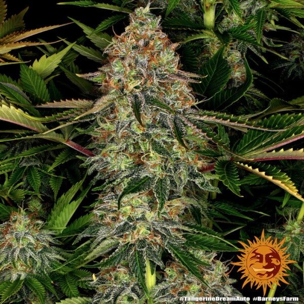 Barney's Farm Tangerine Dream Autoflowering Feminized Cannabis Seed Annibale Seedshop