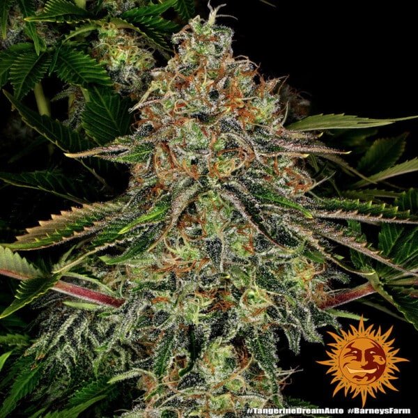Barney's Farm Tangerine Dream Autoflowering Feminized Cannabis Seed Annibale Seedshop 1