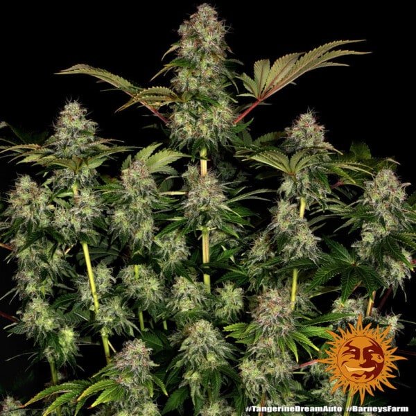 Barney's Farm Tangerine Dream Autoflowering Feminized Cannabis Seed Annibale Seedshop 2
