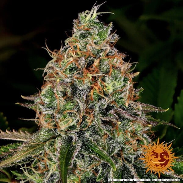 Barney's Farm Tangerine Dream Autoflowering Feminized Cannabis Seed Annibale Seedshop 3