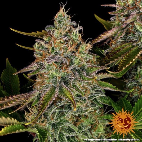 Barney's Farm Tangerine Dream Autoflowering Feminized Cannabis Seed Annibale Seedshop 4