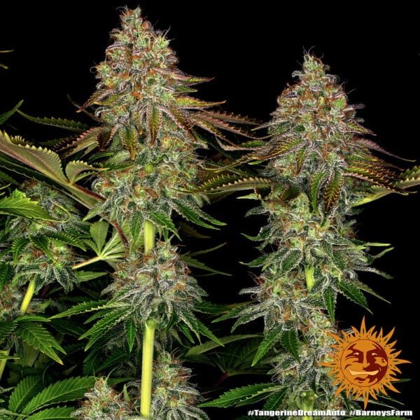 Barney's Farm Tangerine Dream Autoflowering Feminized Cannabis Seed Annibale Seedshop 5