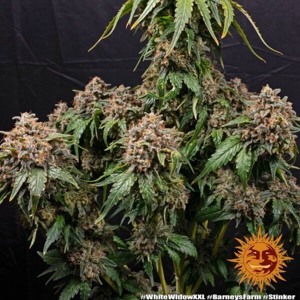 Barney's Farm White Widow XXL Feminized Cannabis Seed Annibale Seedshop 1
