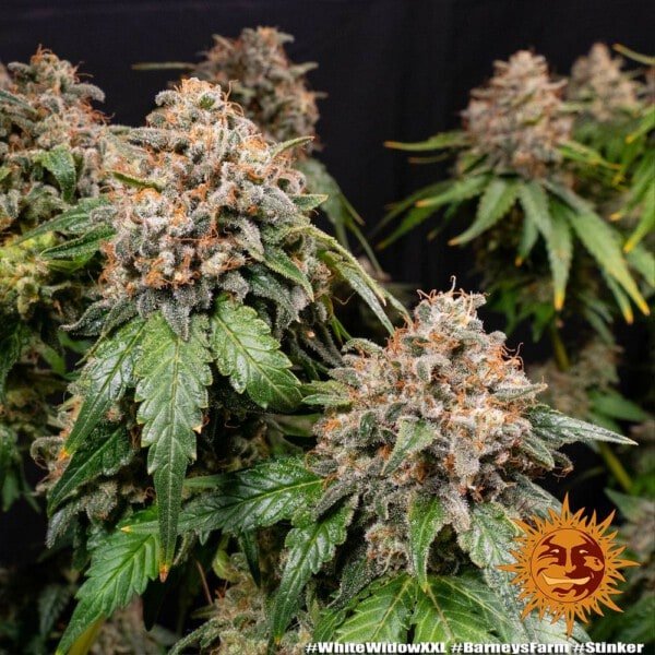 Barney's Farm White Widow XXL Feminized Cannabis Seed Annibale Seedshop 2