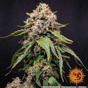 Barney's Farm White Widow XXL Feminized Cannabis Seed Annibale Seedshop 3