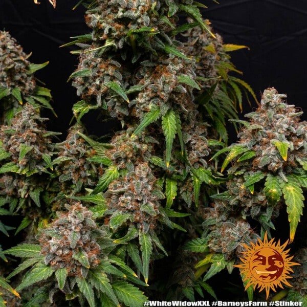 Barney's Farm White Widow XXL Feminized Cannabis Seed Annibale Seedshop 4