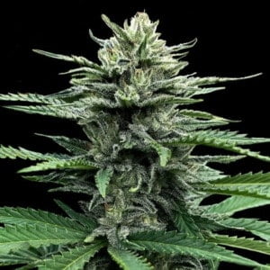 DNA-Genetics-Auto-Strawberry-Banana-Autoflowering-Feminized-Cannabis-Seeds-Annibale-Seedshop