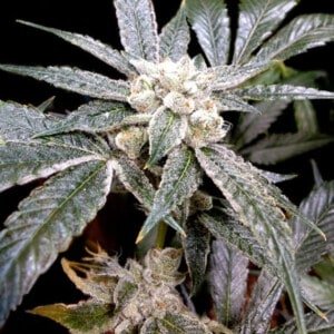 DNA-Genetics-El-Fuego-Feminized-Cannabis-Seeds-Annibale-Seedshop