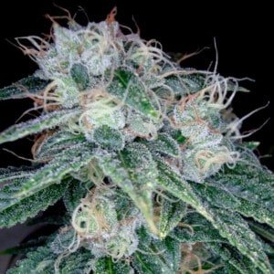 DNA-Genetics-Sour-Diesel-Feminized-Cannabis-Seeds-Annibale-Seedshop