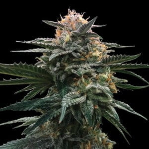 DNA-Genetics-blood-orange-sorbet-Feminized-Cannabis-Seeds-Annibale-Seedshop