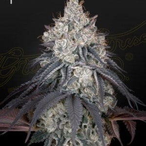 Green House Seeds Lemon Orange Feminized Cannabis Seeds Annibale Seedshop